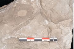 Foto (Detailansicht) von Dictyopteris brongniarti Gutb. (NHMW-GEO-2024-0188-10778)